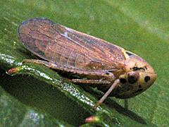  Brambleberry Leafhopper